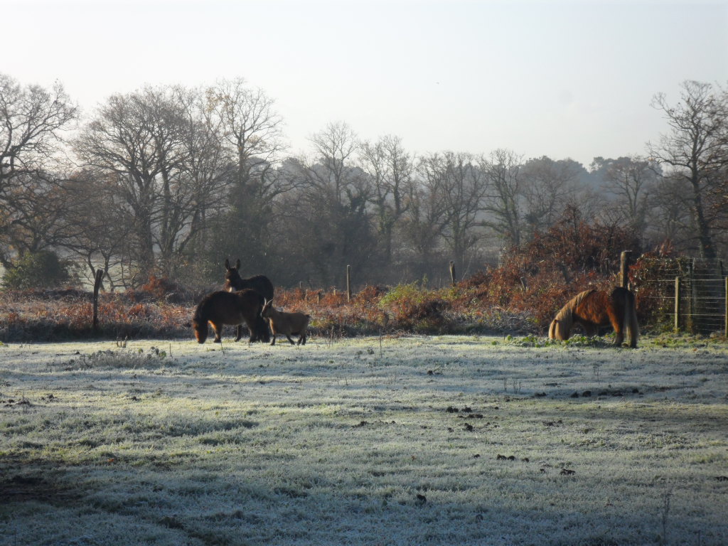 un matin d'hiver